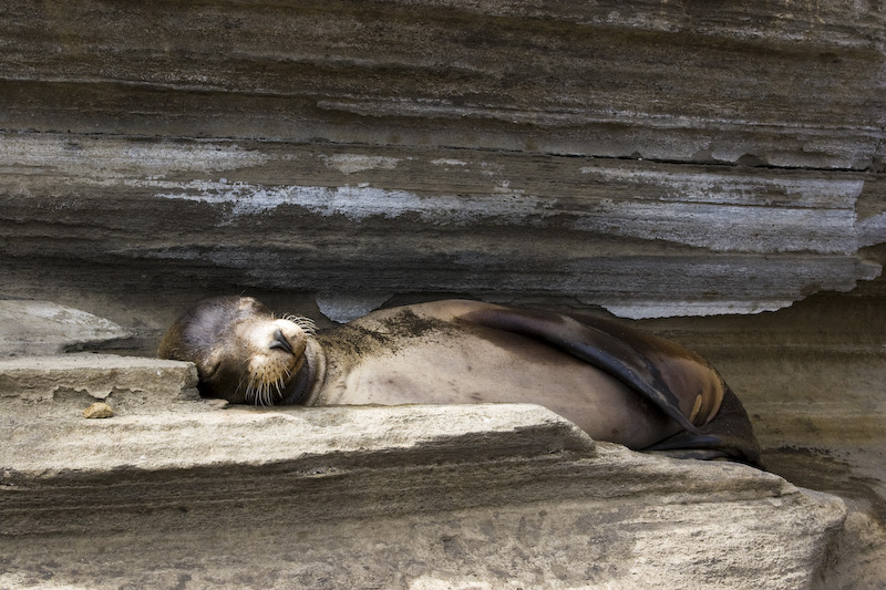 Galápagos Sealion